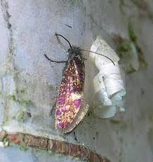 Attēlu rezultāti vaicājumam “Eriocraniidae”