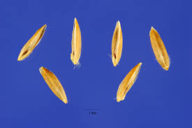 Attēlu rezultāti vaicājumam “Poa palustris”