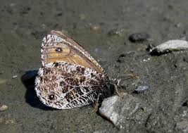 Attēlu rezultāti vaicājumam “Oeneis jutta underside”