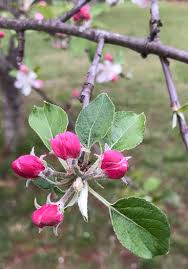 Attēlu rezultāti vaicājumam “Malus domestica flower”