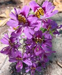 Image result for Schizanthus