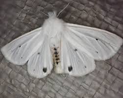 Attēlu rezultāti vaicājumam “Spilosoma sp.”