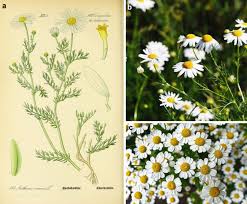 Attēlu rezultāti vaicājumam “Licea pusilla sessile”