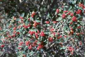 Attēlu rezultāti vaicājumam “Lonicera tatarica fruit”