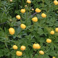 Attēlu rezultāti vaicājumam “Trollius europaeus fruit”