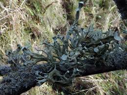 Attēlu rezultāti vaicājumam “Ramalina fastigiata”