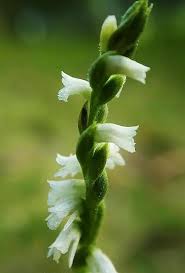 「扭蘭」的圖片搜尋結果