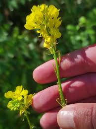 Attēlu rezultāti vaicājumam “Sinapis arvensis”