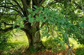 Attēlu rezultāti vaicājumam “Tilia platyphyllos Laciniata”