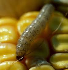 Attēlu rezultāti vaicājumam “Ostrinia nubilalis”