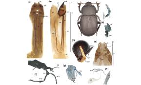 Attēlu rezultāti vaicājumam “Ptinus sp. female”