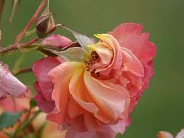 Attēlu rezultāti vaicājumam “Rosa glauca flower”