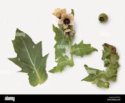 Attēlu rezultāti vaicājumam “Hyoscyamus niger fruit”