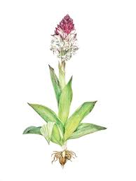 Attēlu rezultāti vaicājumam “Orchis ustulata”