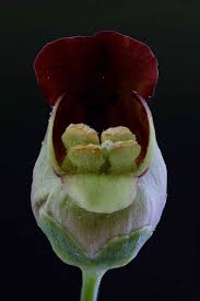 Attēlu rezultāti vaicājumam “Scrophularia nodosa flower”