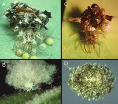 Attēlu rezultāti vaicājumam “Chrysopidae larva”