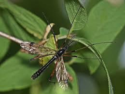 Attēlu rezultāti vaicājumam “Dictenidia bimaculata”