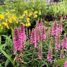 Attēlu rezultāti vaicājumam “Veronica spicata flower”