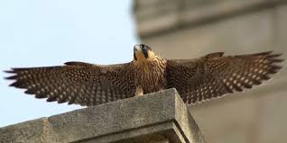 Image result for Ukc Falcons