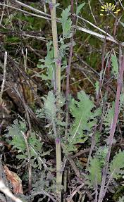 Attēlu rezultāti vaicājumam “Brassica napus fruit”