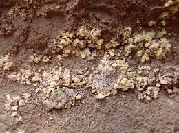 Attēlu rezultāti vaicājumam “Hypocenomyce scalaris”