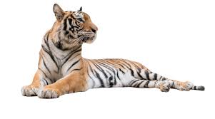 Afbeeldingsresultaat voor tijgers