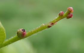 Attēlu rezultāti vaicājumam “Quercus robur female flower”