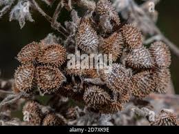 Attēlu rezultāti vaicājumam “Cynoglossum officinale fruit”