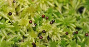 Attēlu rezultāti vaicājumam “Sphagnum contortum”