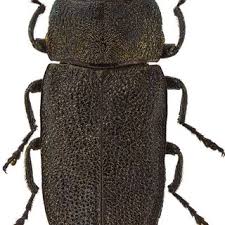 Attēlu rezultāti vaicājumam “Anthaxia quadripunctata”