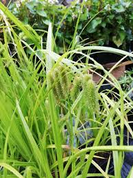 Attēlu rezultāti vaicājumam “Carex pseudocyperus”