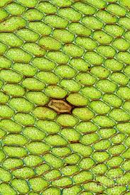 Attēlu rezultāti vaicājumam “Cinclidium stygium”