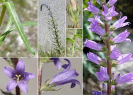 Image result for Campanula spicata