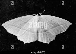 Attēlu rezultāti vaicājumam “Cabera pusaria male”