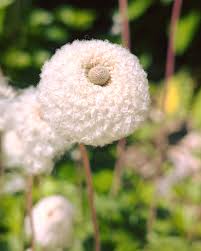 Attēlu rezultāti vaicājumam “Anemone sylvestris”
