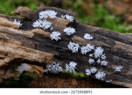 Attēlu rezultāti vaicājumam “Ceratiomyxaceae”