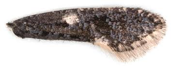 Attēlu rezultāti vaicājumam “Monopis weaverella”