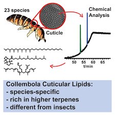 Attēlu rezultāti vaicājumam “Collembola”