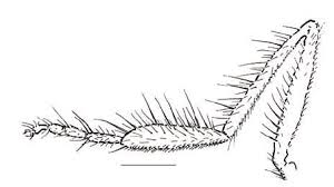 Attēlu rezultāti vaicājumam “Empis sp.”