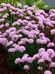 Image result for Grasnelke