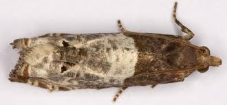 Attēlu rezultāti vaicājumam “Notocelia roborana”