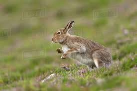 Attēlu rezultāti vaicājumam “Lepus timidus”