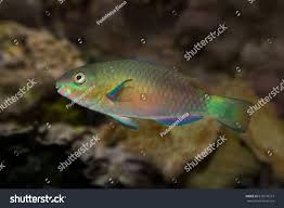 Image result for Scarus psittacus