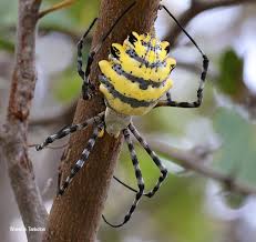 Attēlu rezultāti vaicājumam “Araneidae”