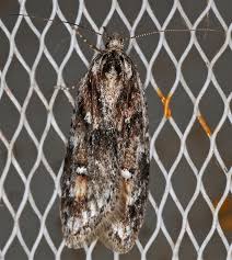 Attēlu rezultāti vaicājumam “Semioscopis oculella”