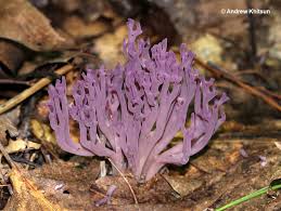 Attēlu rezultāti vaicājumam “Clavaria zollingeri”