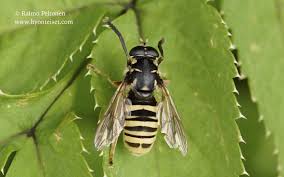 Attēlu rezultāti vaicājumam “Temnostoma vespiforme”