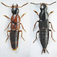 Attēlu rezultāti vaicājumam “Quedius dilatatus”