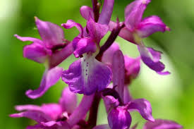 Attēlu rezultāti vaicājumam “Orchis mascula flower”