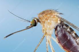 Attēlu rezultāti vaicājumam “Culex pipiens”